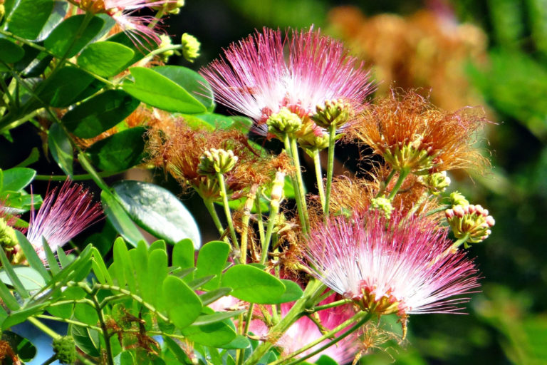 steiermark_albizia (2)